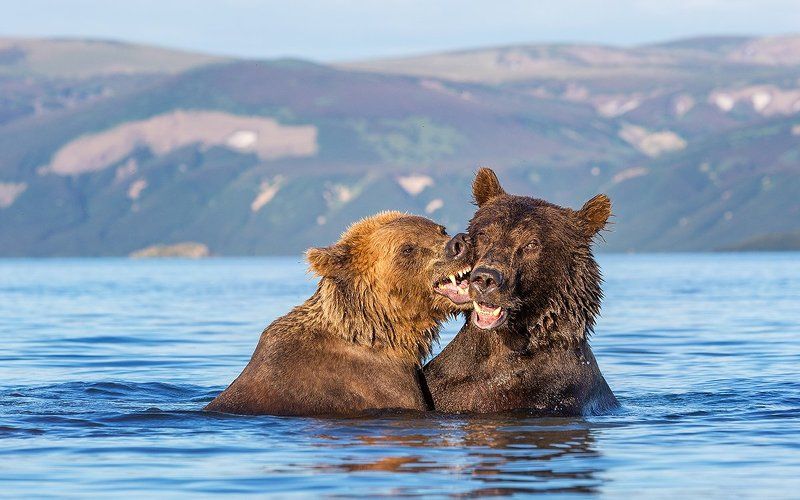 Камчатка, медведи Поцелуй фото превью