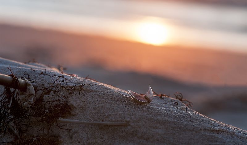 sunset,sea shells Sunset for all... фото превью