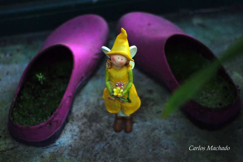 Macro, Nature, Still life, Other, House of Fairys фото превью