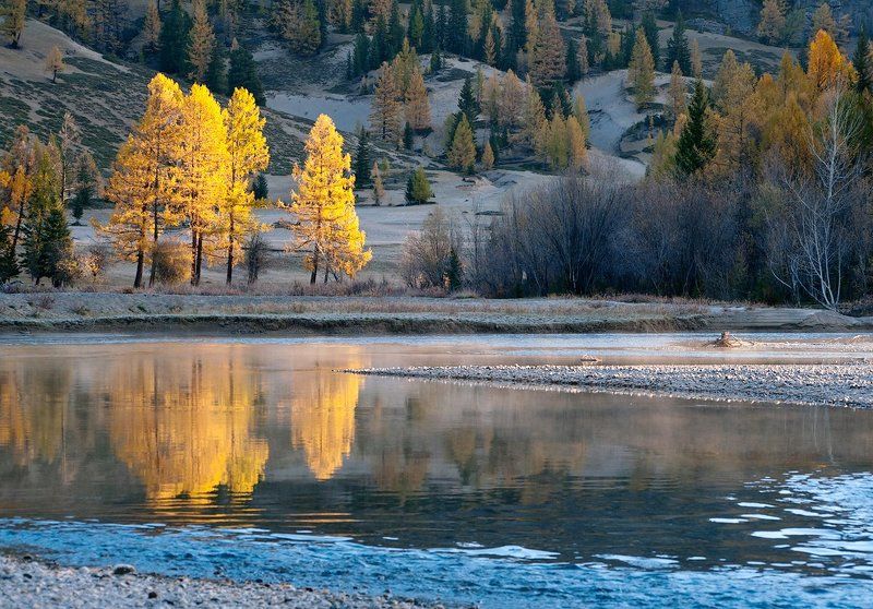 горная река, джазатор, вода, течение,  лиственницы, отражения, горы, горный алтай Золотой диптих фото превью