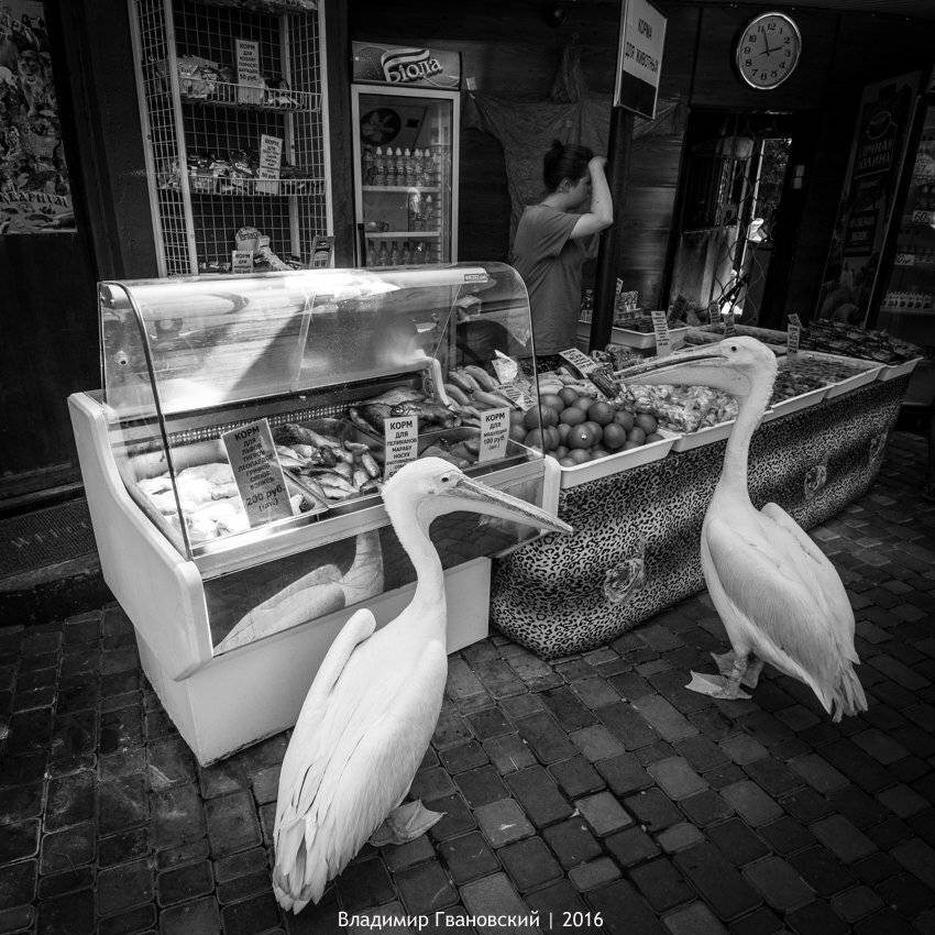 , Гвановский Владимир