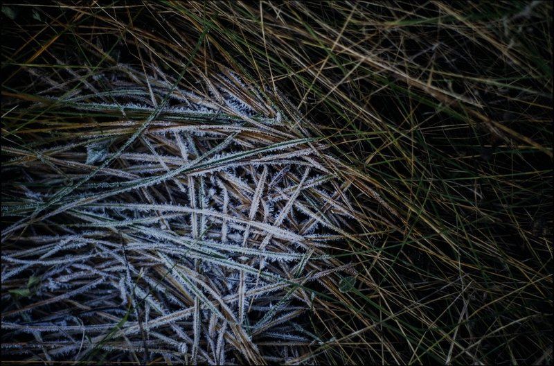 Зима, Иней, Листья, Природа Мороз по коже фото превью