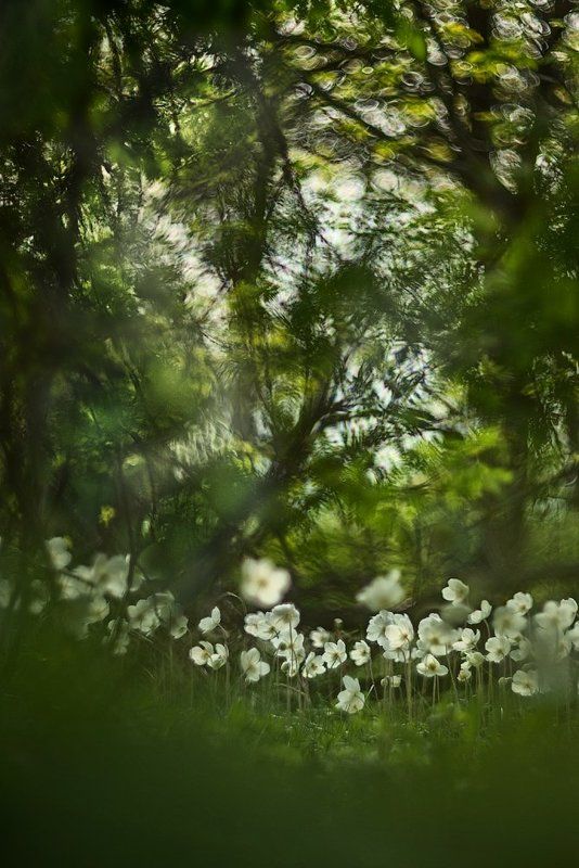 *** фото превью