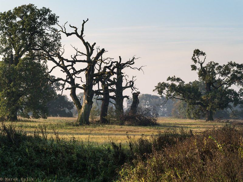 Rogalin Rogalin фото превью