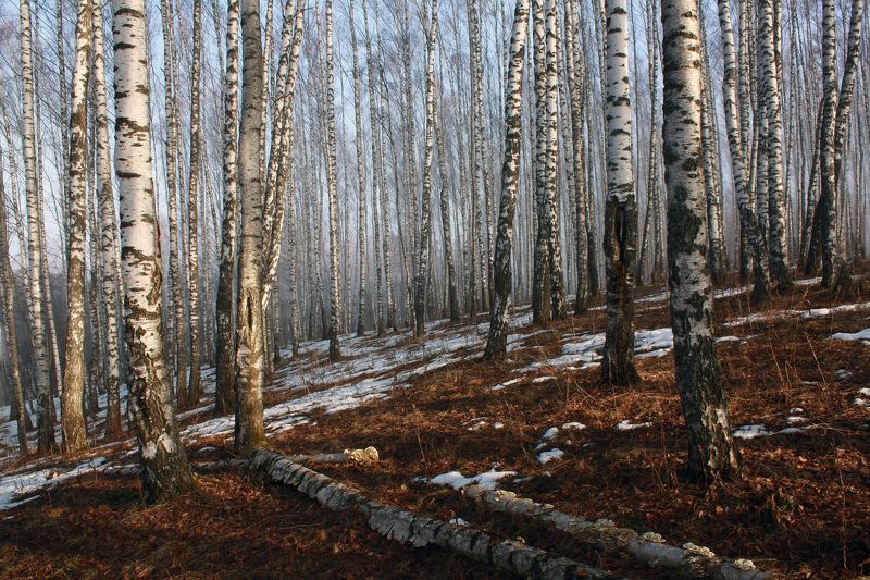 весна Русский лес ) фото превью