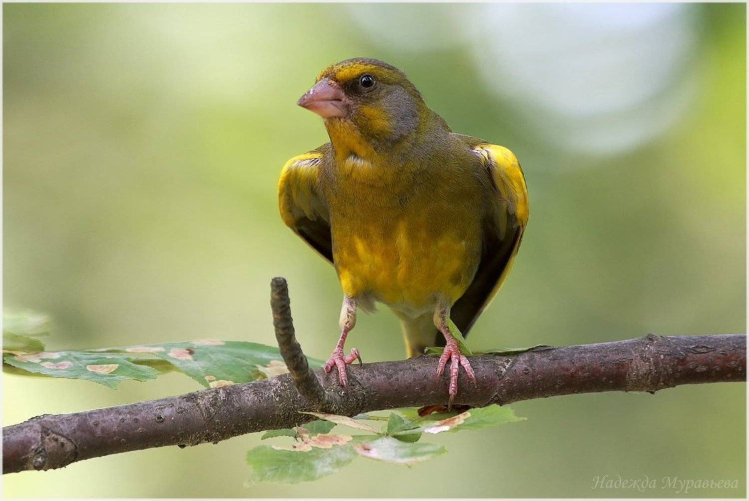 carduelis chloris, зеленушка, Надежда Муравьёва