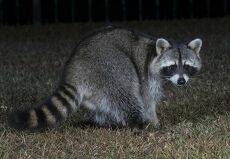 Енот-полоскун. Raccoon. Ночной гость