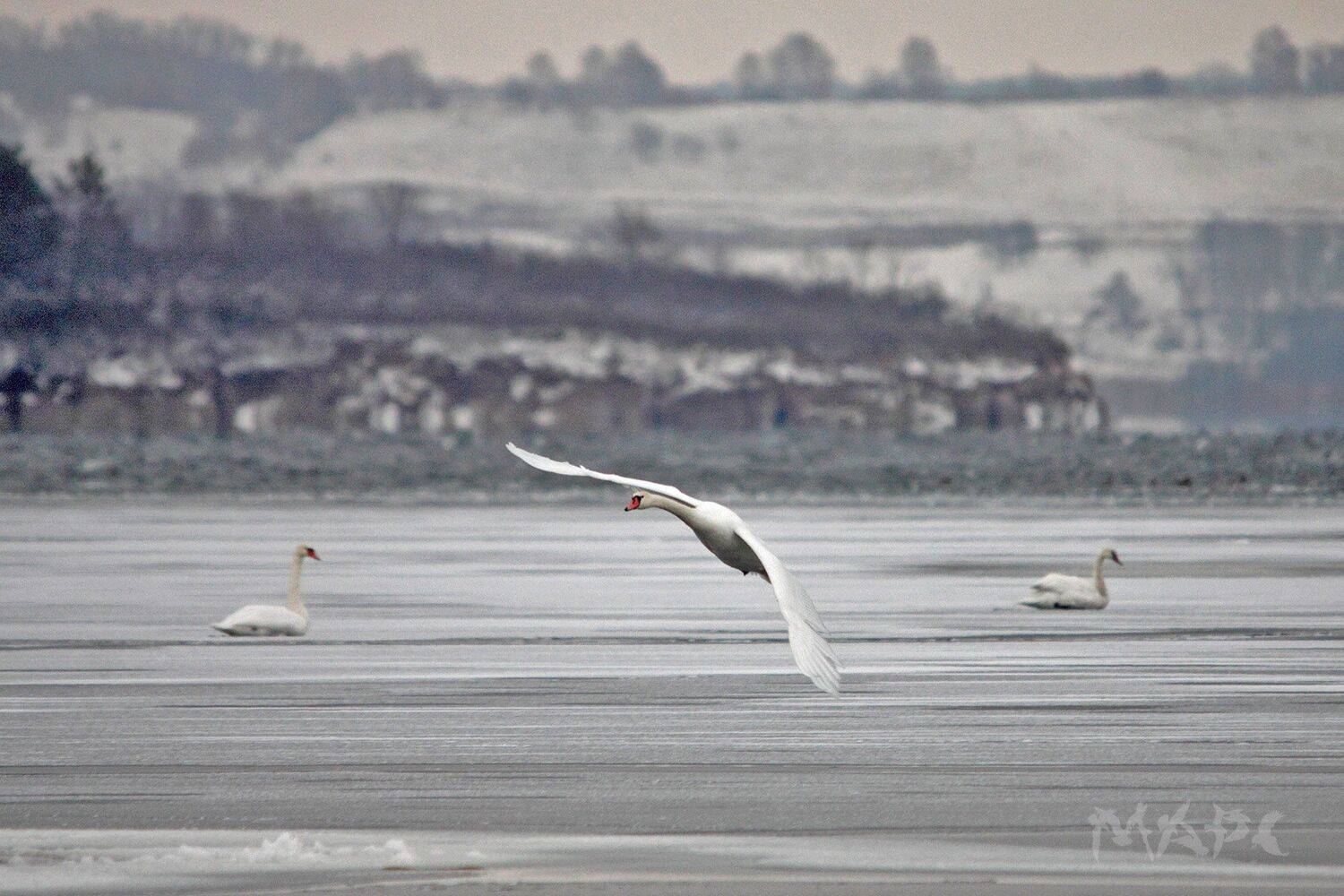 животные птицв лебеди озеро кандры-куль ноябрь, Шангареев Марс