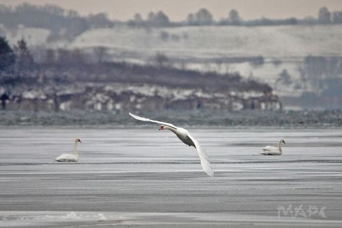 Лебеди ноября 3