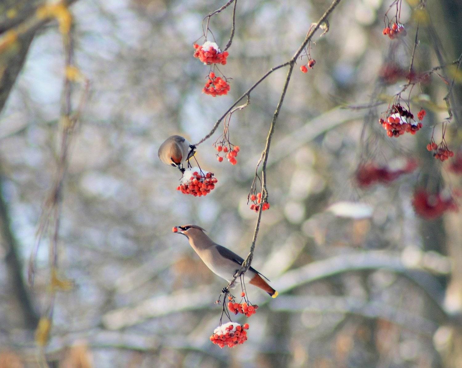 зима , птицы., Свистков Александр