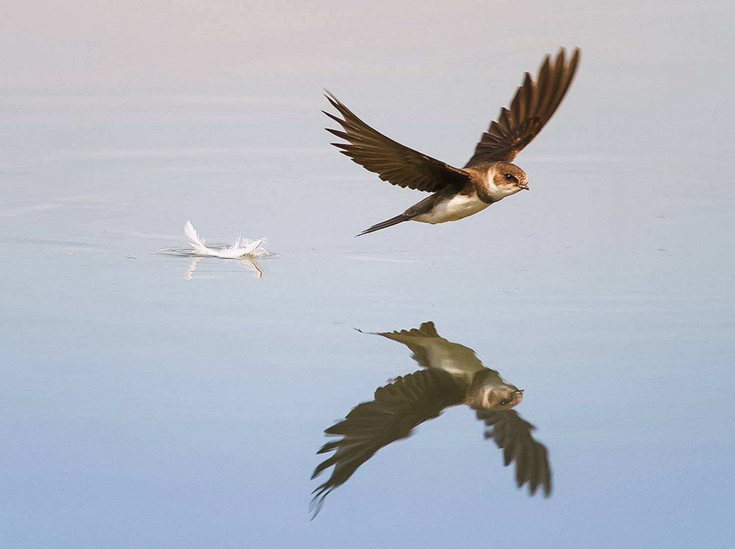 ласточка, Наталья