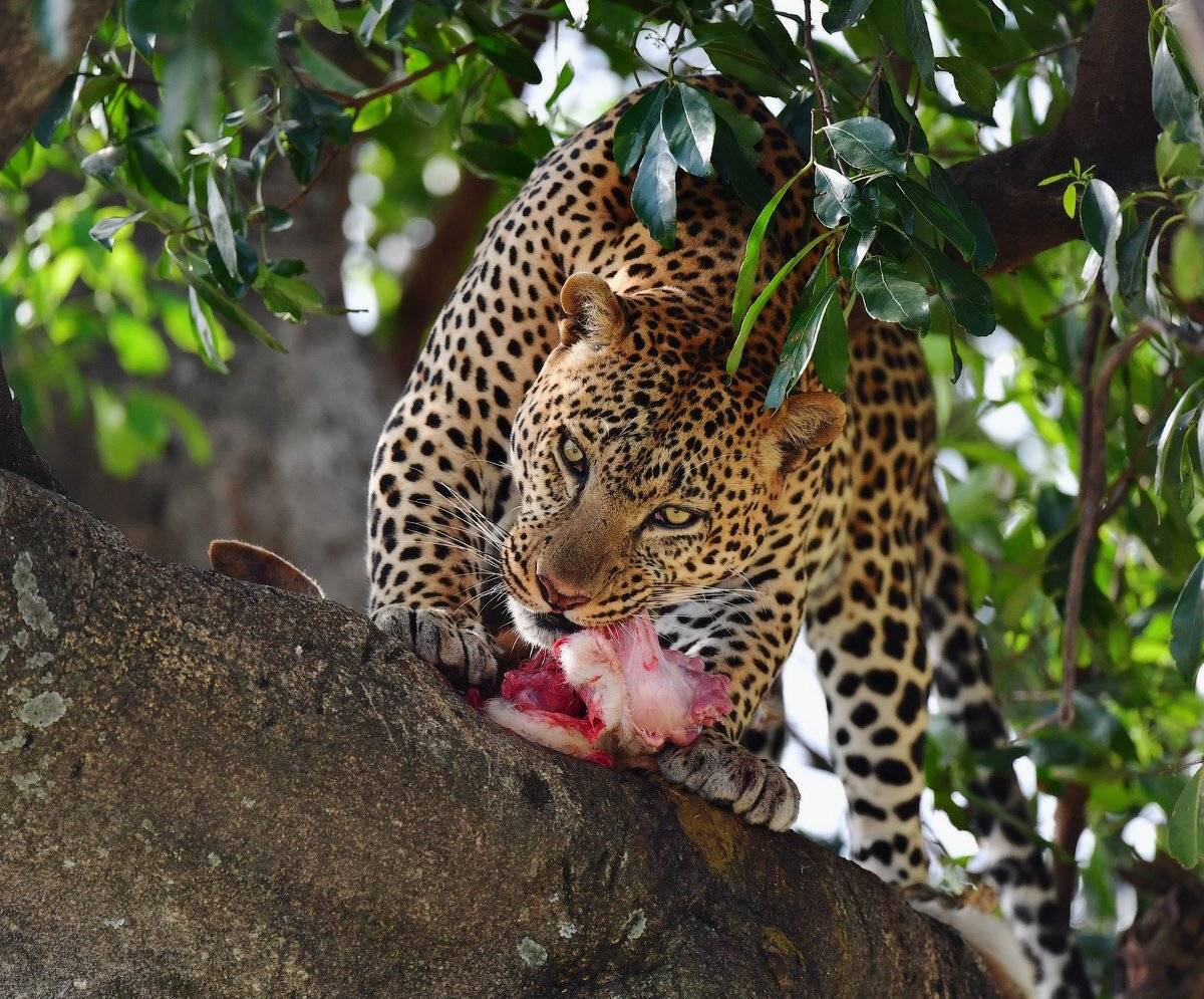 кения, Андрей Ведерников