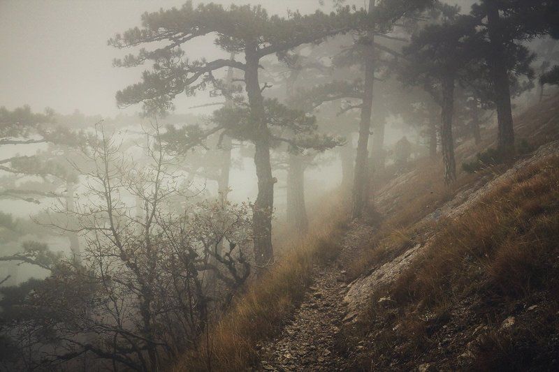 крым, горы, туман, мистика, облако, яйла, ай-петри, лес Горный лес фото превью