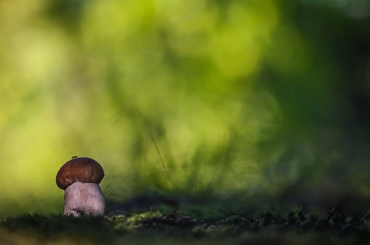 , Вячеслав Мищенко