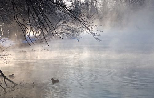 Остров. Утки да цапля