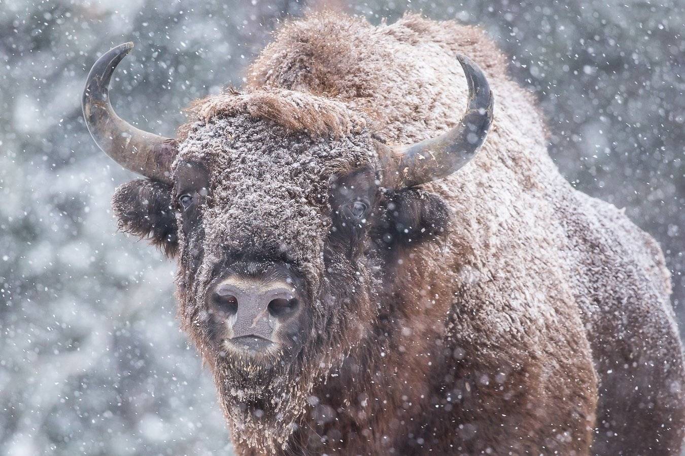 , Андрей Шимчук