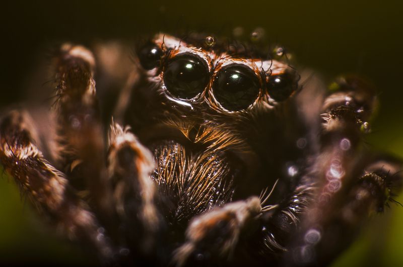 природа, паук, макро, глаза, паук-скакун, портрет, животные, лето, хищник, август, nikon, взгляд Во все глаза фото превью