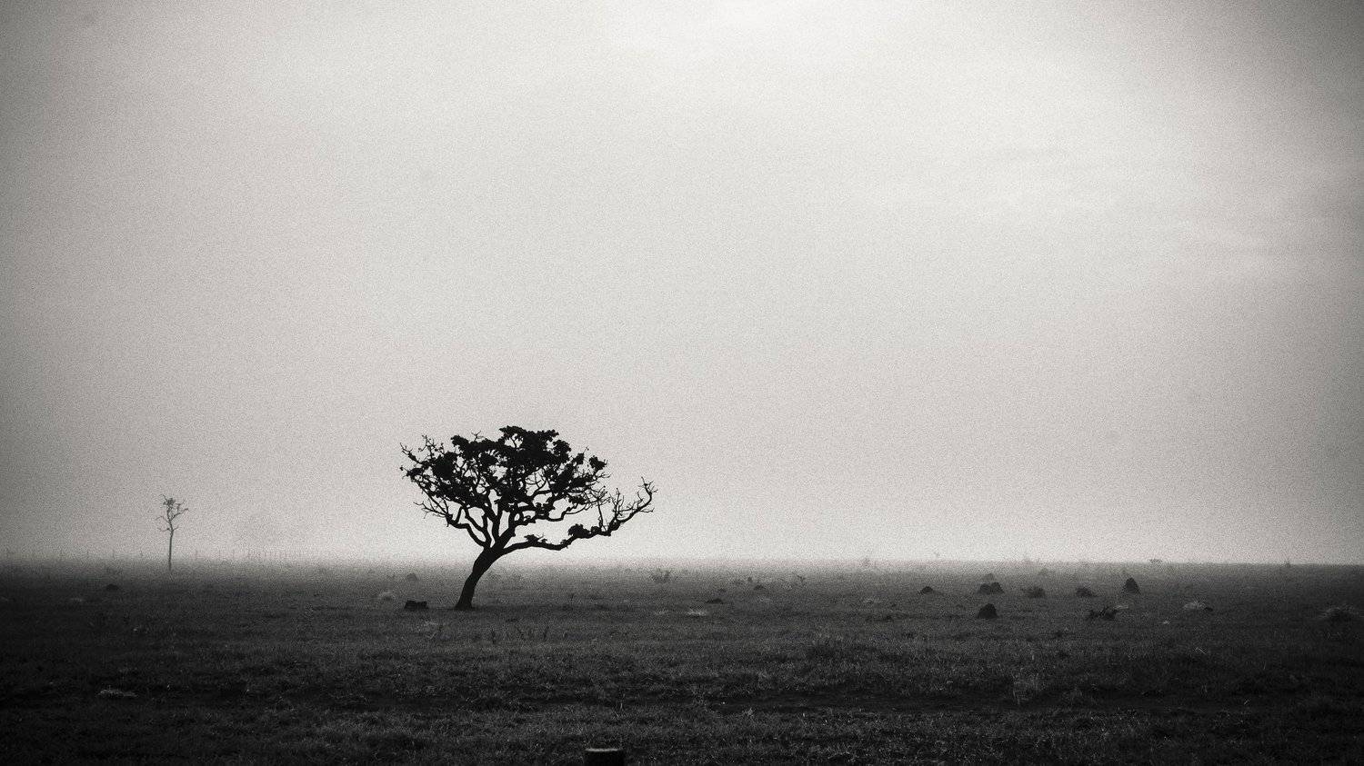 , francisco willian saldanha