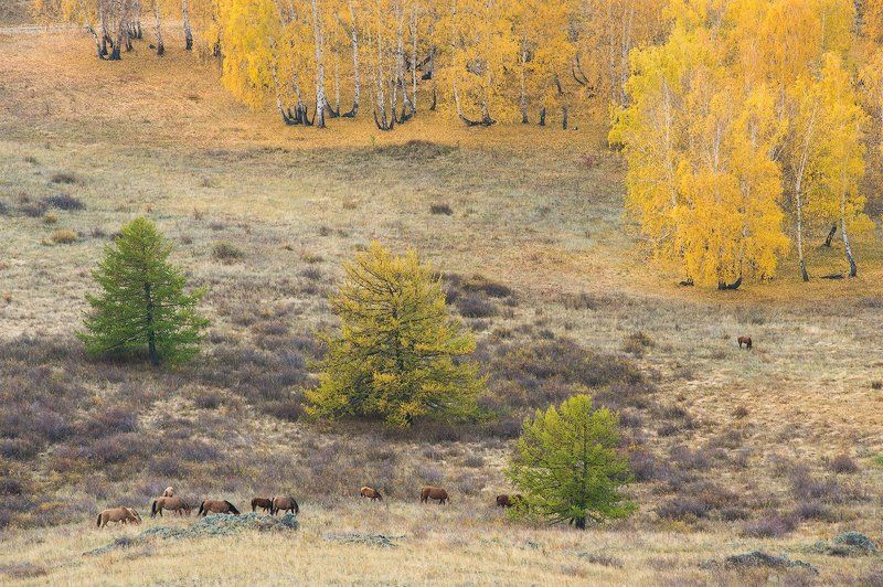 башкирия, лошади, осень, березы, лиственницы, урал  фото превью