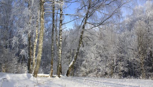 Русский лес )