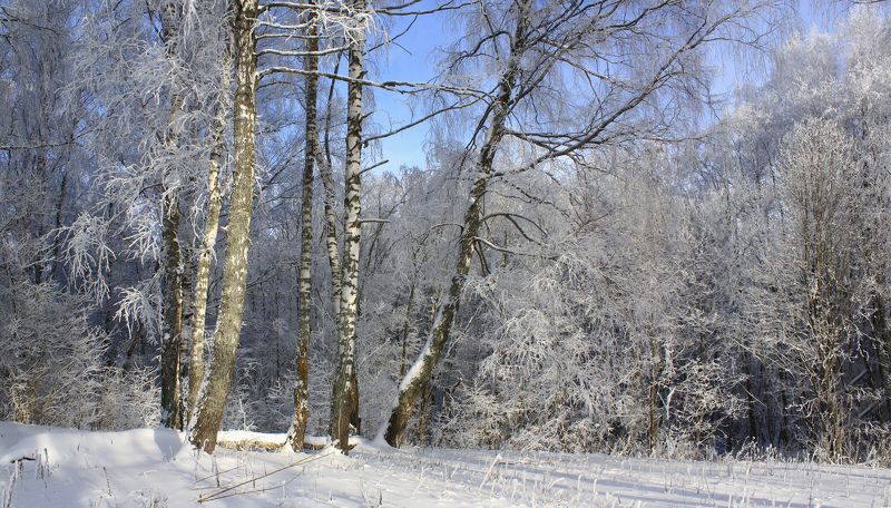 зима Русский лес ) фото превью