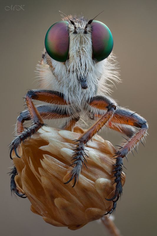ктырь, robber fly, asilidae Из серии \