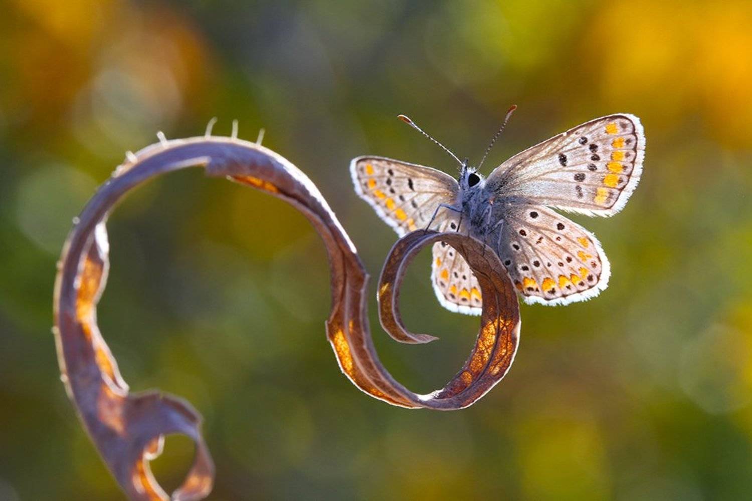 nature animal butterfly macro canon, mehmet