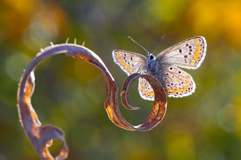 nature animal butterfly macro canon autumn  lights фото превью