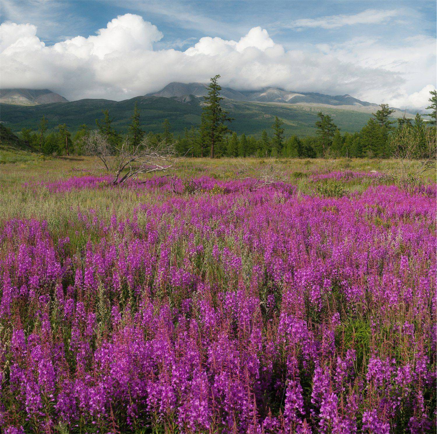 Саяны, Монголия, Казаков Петр