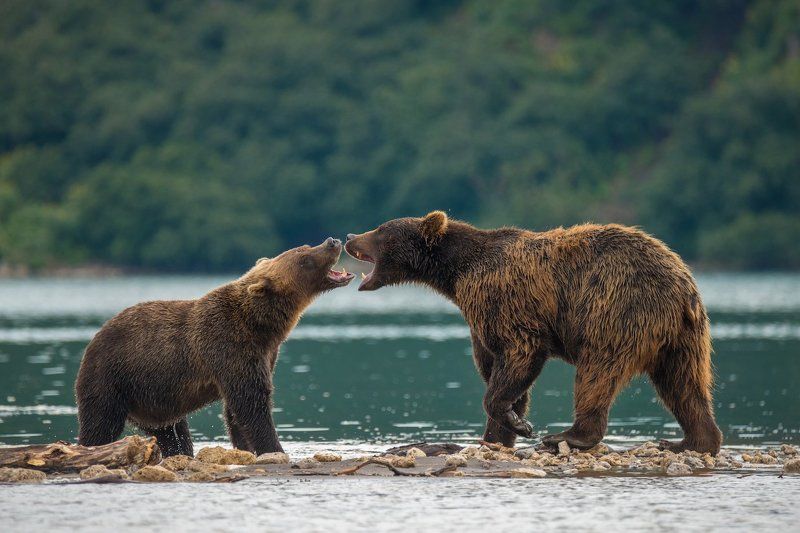 Камчатка, Курильское озеро, Медведи Выяснения отношений... фото превью