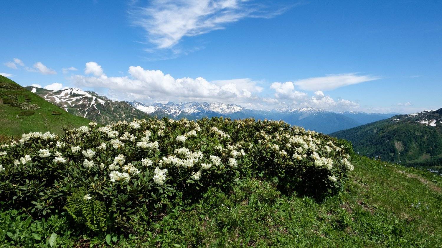 рододендрон, Наталья Деменкова