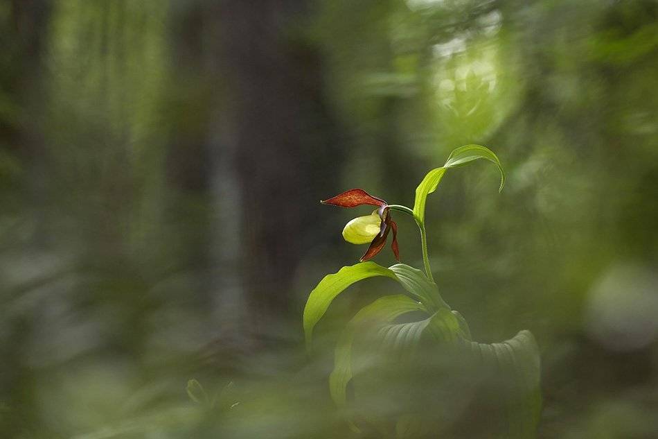 , Иваненко Светлана