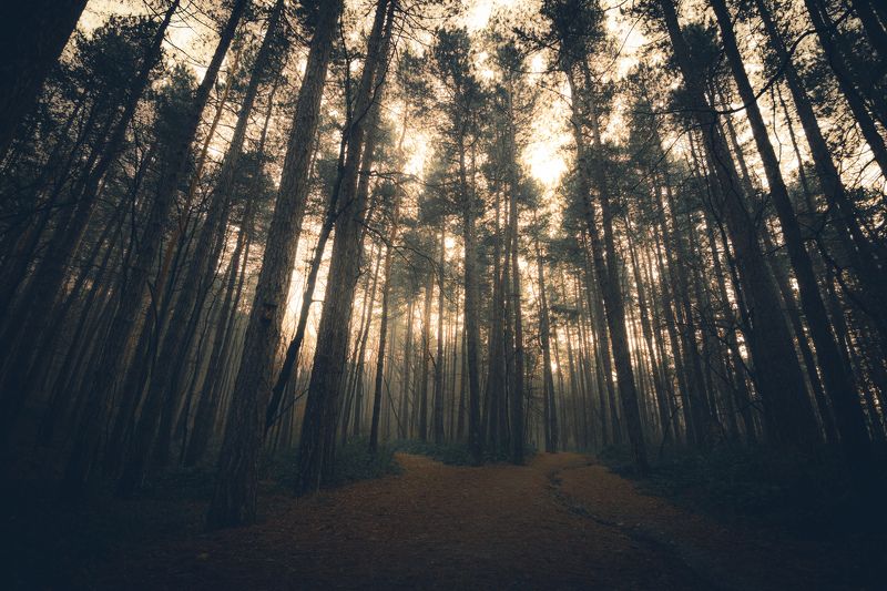 Magic forest фото превью