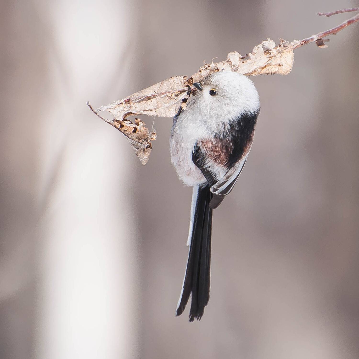 ополовник, Суслов Дмитрий