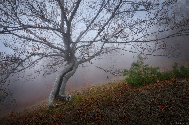 крым лес Красоты крымского леса фото превью