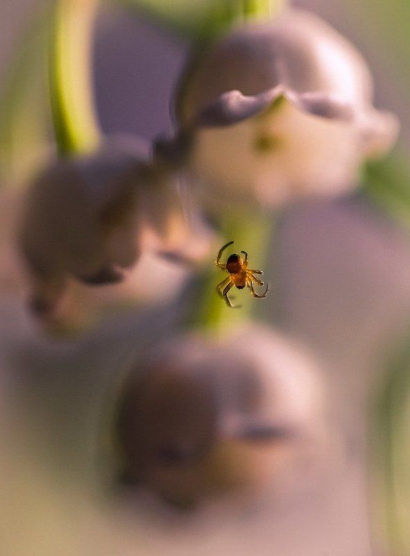 Звонарь фото превью