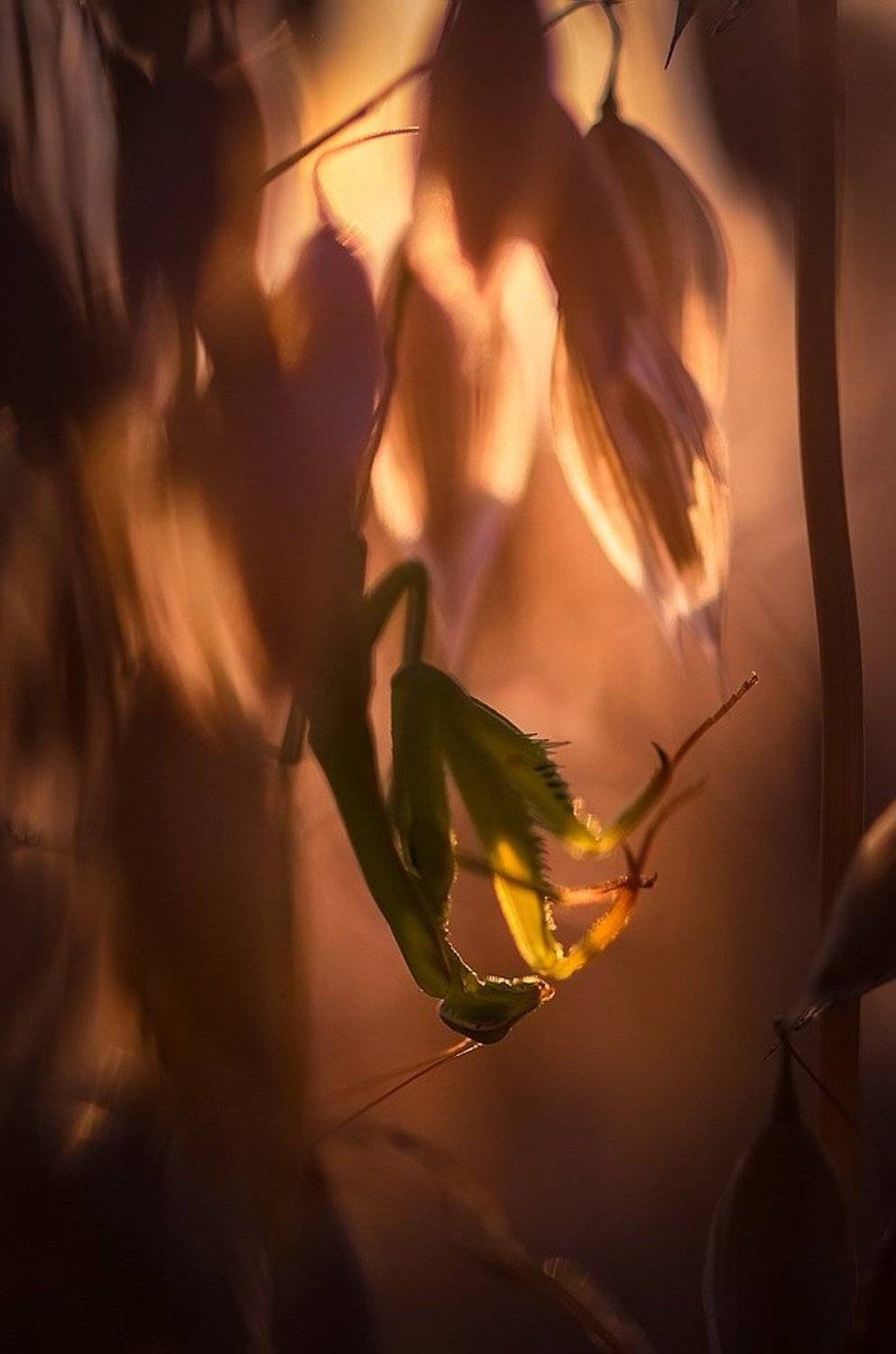 , Вячеслав Мищенко