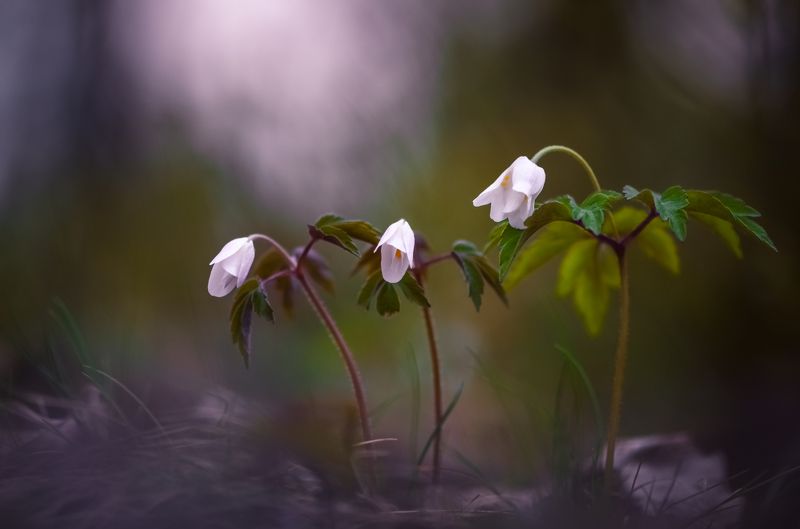 Три грации фото превью