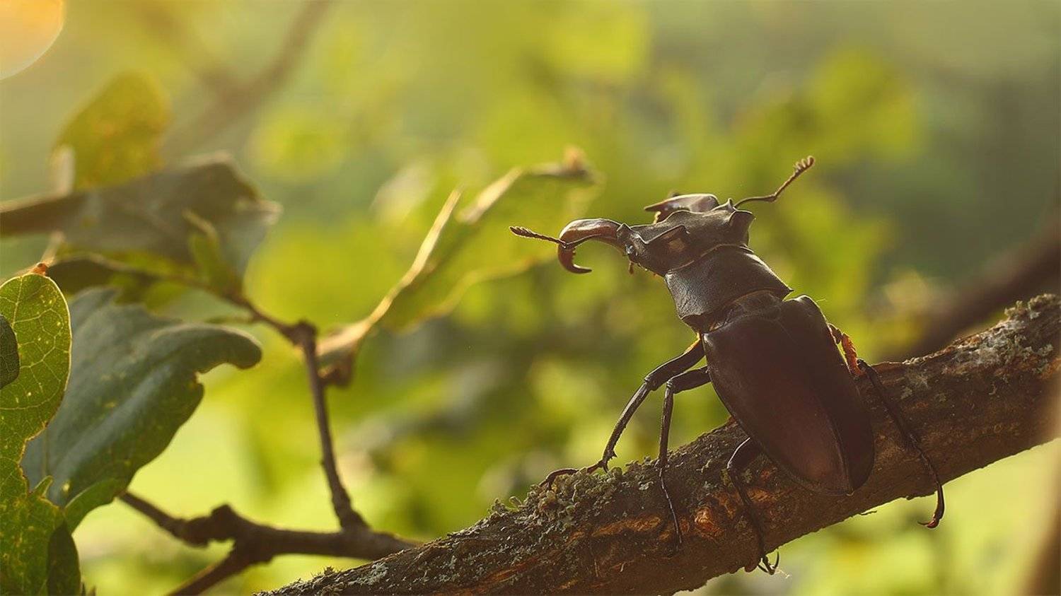 , Роман Рысь