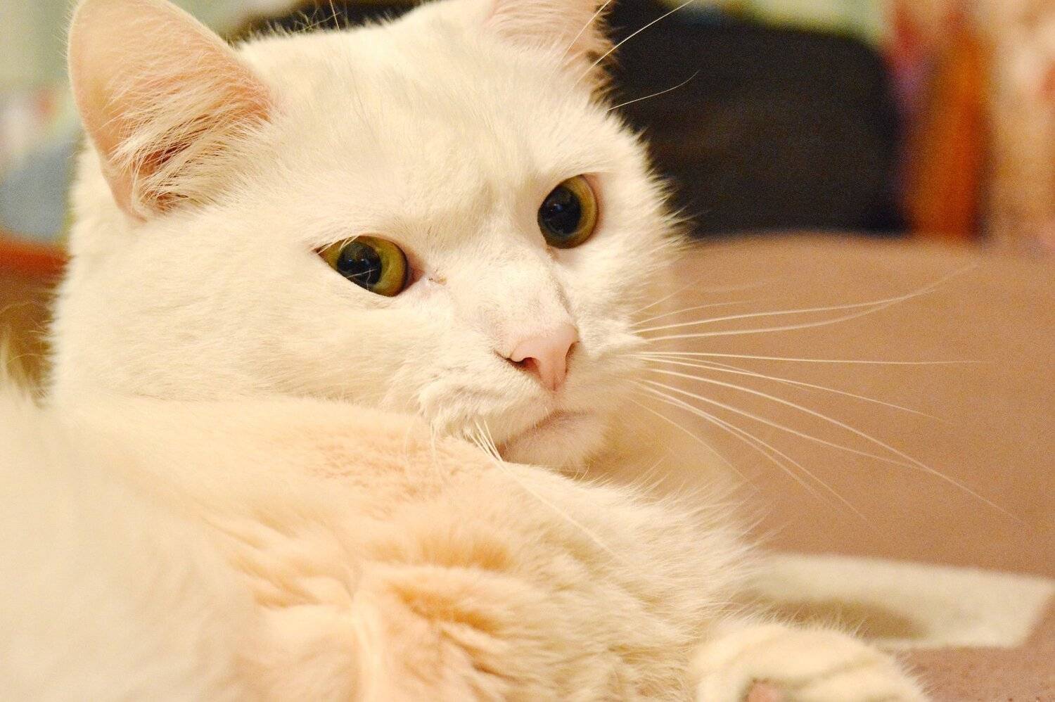 кот.бусик., Марина Никулина