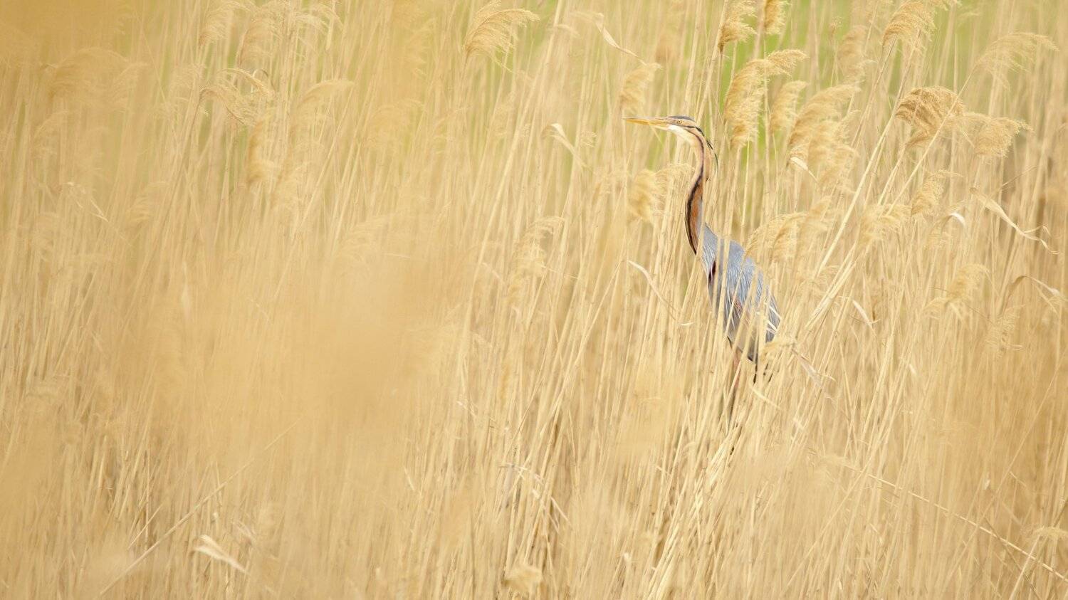 птицы,птица,животные,фотоохота,цапля,рыжая цапля,дикие птицы, Александр Иванов