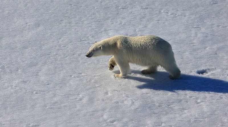 фотографандреевандрей, северныйполюс, northpole, арктика, arctic, ice, снег, лёд, круиз, expiditions, travel, белыймедведь, медведь, polarbear, животное, natgeowild  фото превью