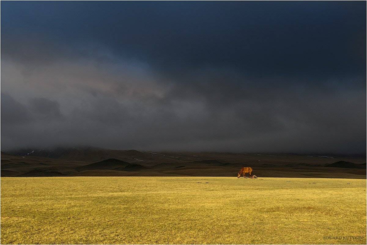 Кутыгин, Монголия, Гоби, пустыня, май, весна, весна в Монголии, май в Монголии, лошадь, конь, Кутыгин Эдуард