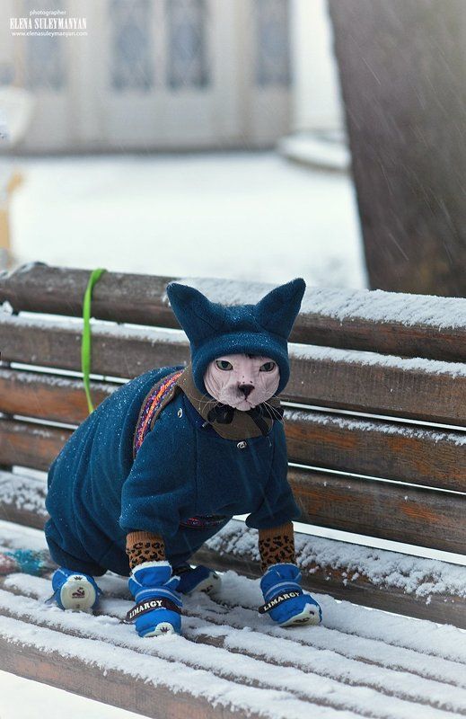 Любитель зимних прогулок)) фото превью