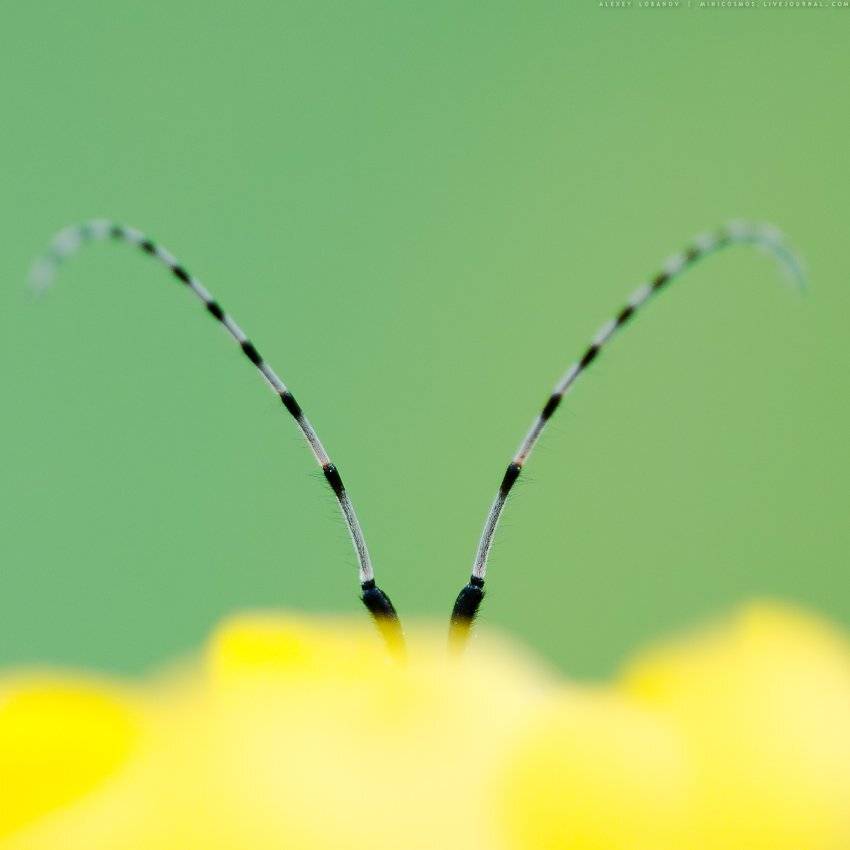 , Алексей Лобанов