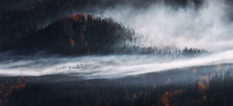 In The Heart Of The Forest.... фото превью