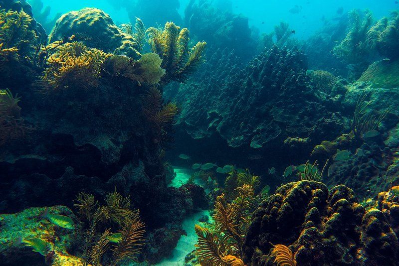 сказочный подводный лес фото превью