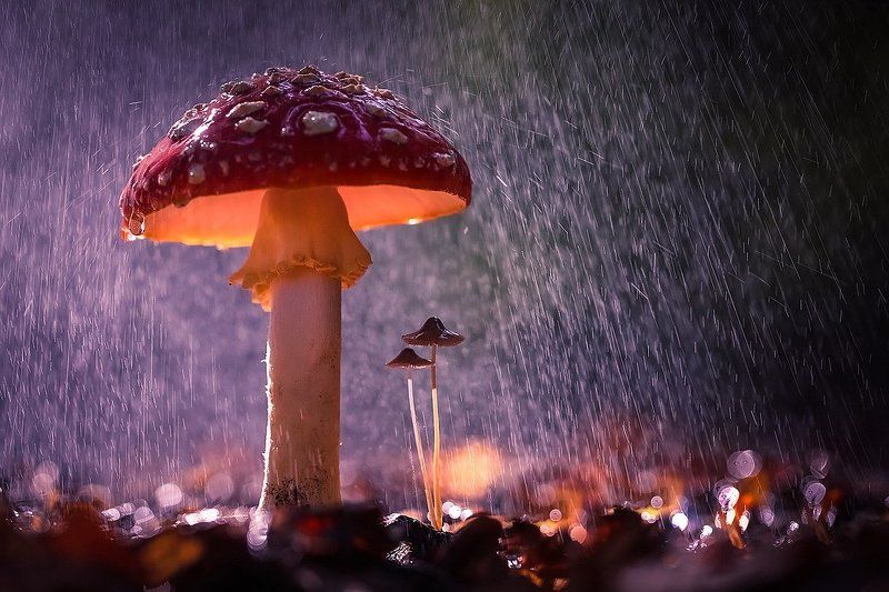 Под дождем вдвоем... фото превью