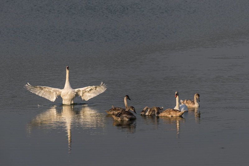 Семья лебедей-шипунов фото превью