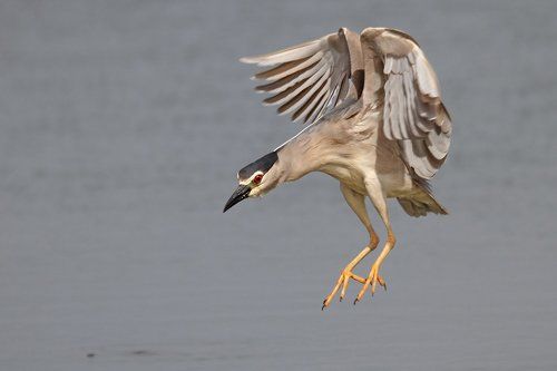 Кваква на охоте